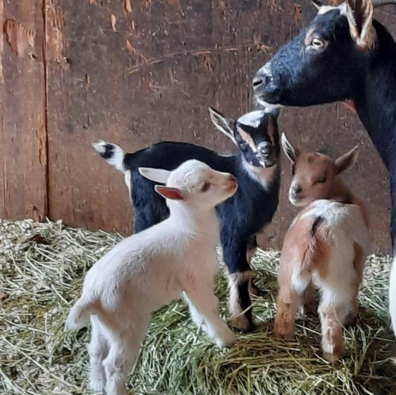 Montebello Barnyard Zoo